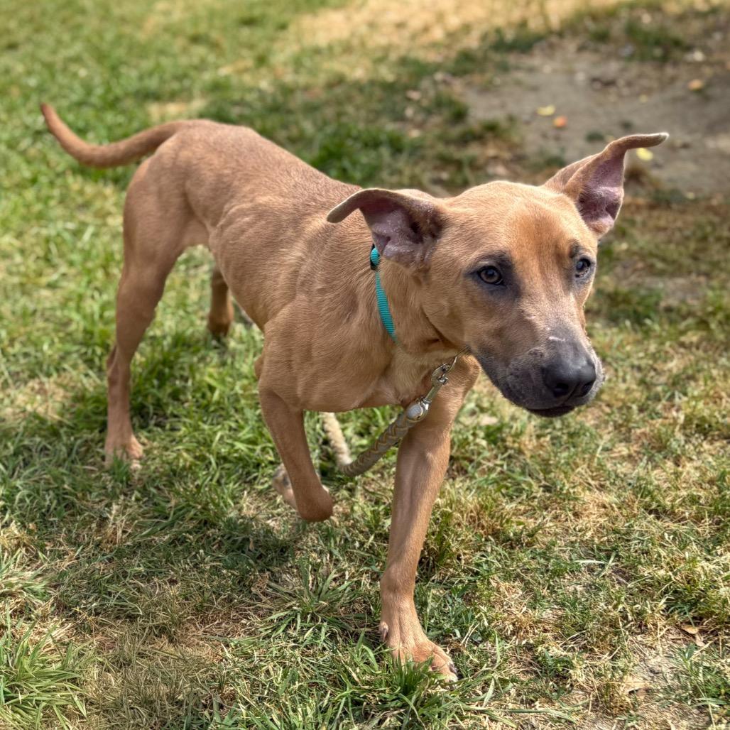 Enlarge Frosty, a Adoptable mixed breed in San Jacinto, CA image 3/6