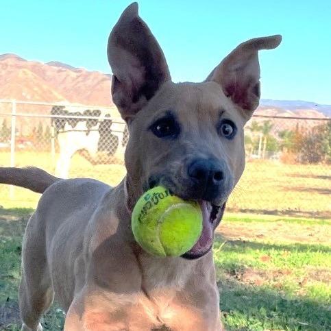 Enlarge Frosty, a Adoptable mixed breed in San Jacinto, CA image 4/6