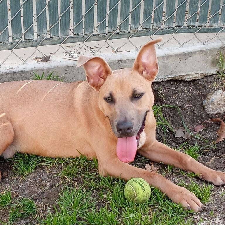 Enlarge Frosty, a Adoptable mixed breed in San Jacinto, CA image 5/6