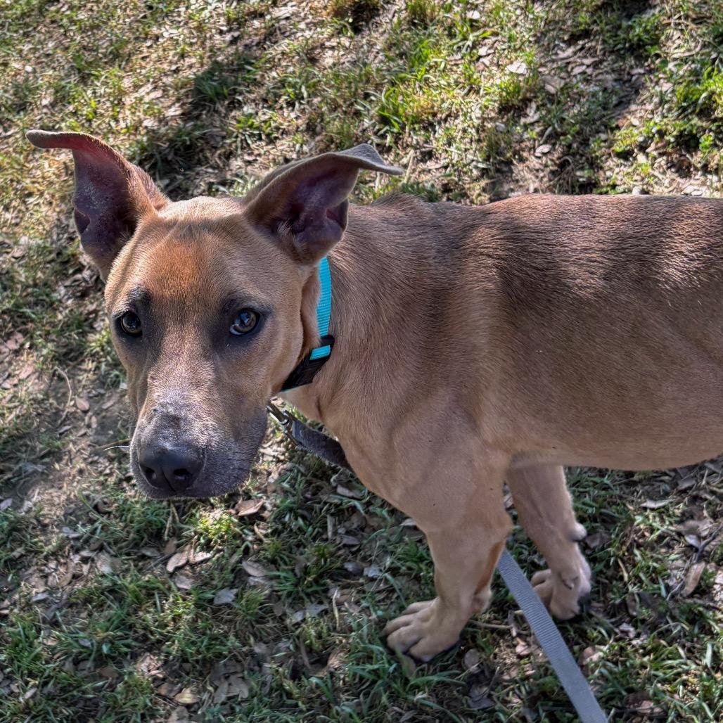 Enlarge Frosty, a Adoptable mixed breed in San Jacinto, CA image 5/6