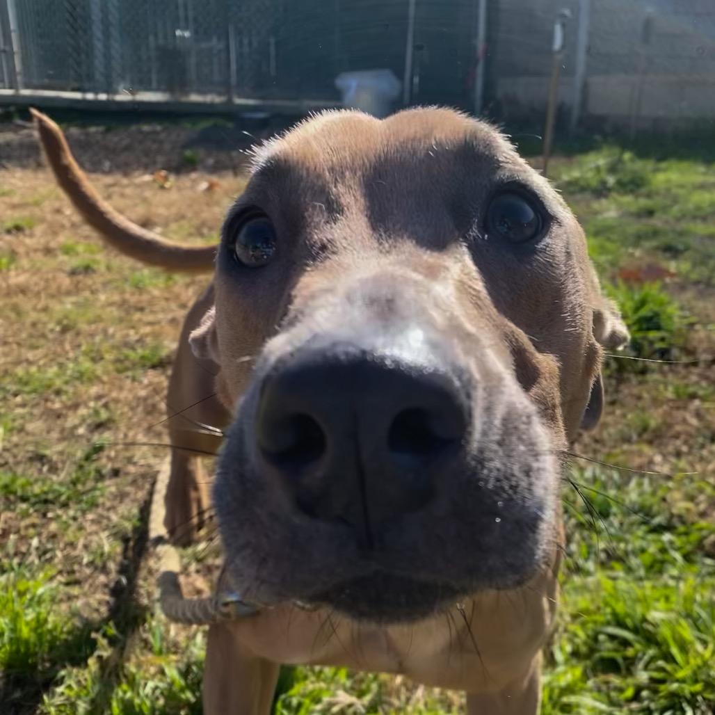 Frosty, a Adoptable mixed breed in San Jacinto, CA image 5/6