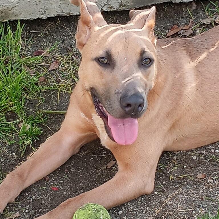 Enlarge Frosty, a Adoptable mixed breed in San Jacinto, CA image 6/6