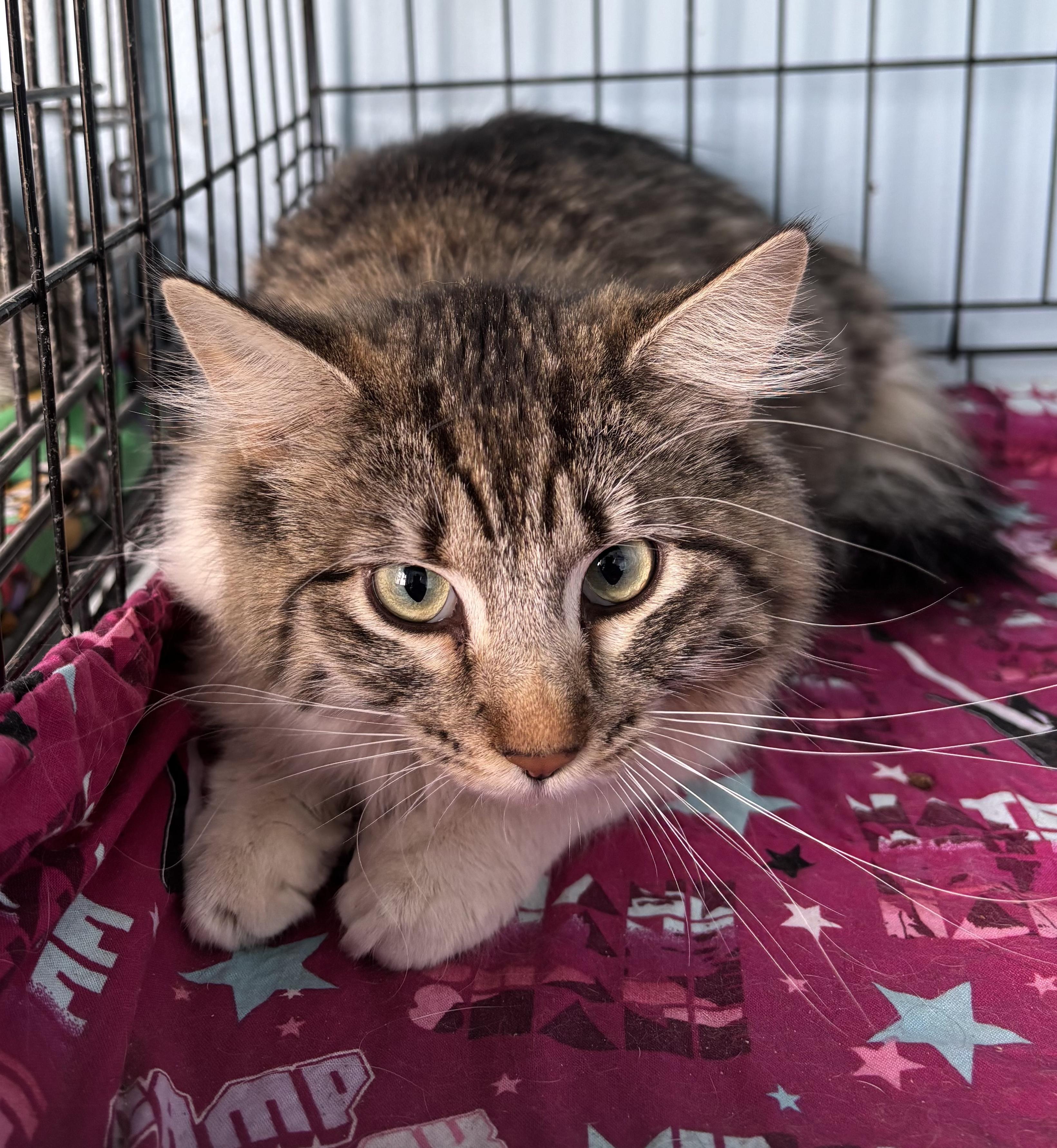 Molly, ADOPTABLE, Kitten Female Domestic Long Hair.
