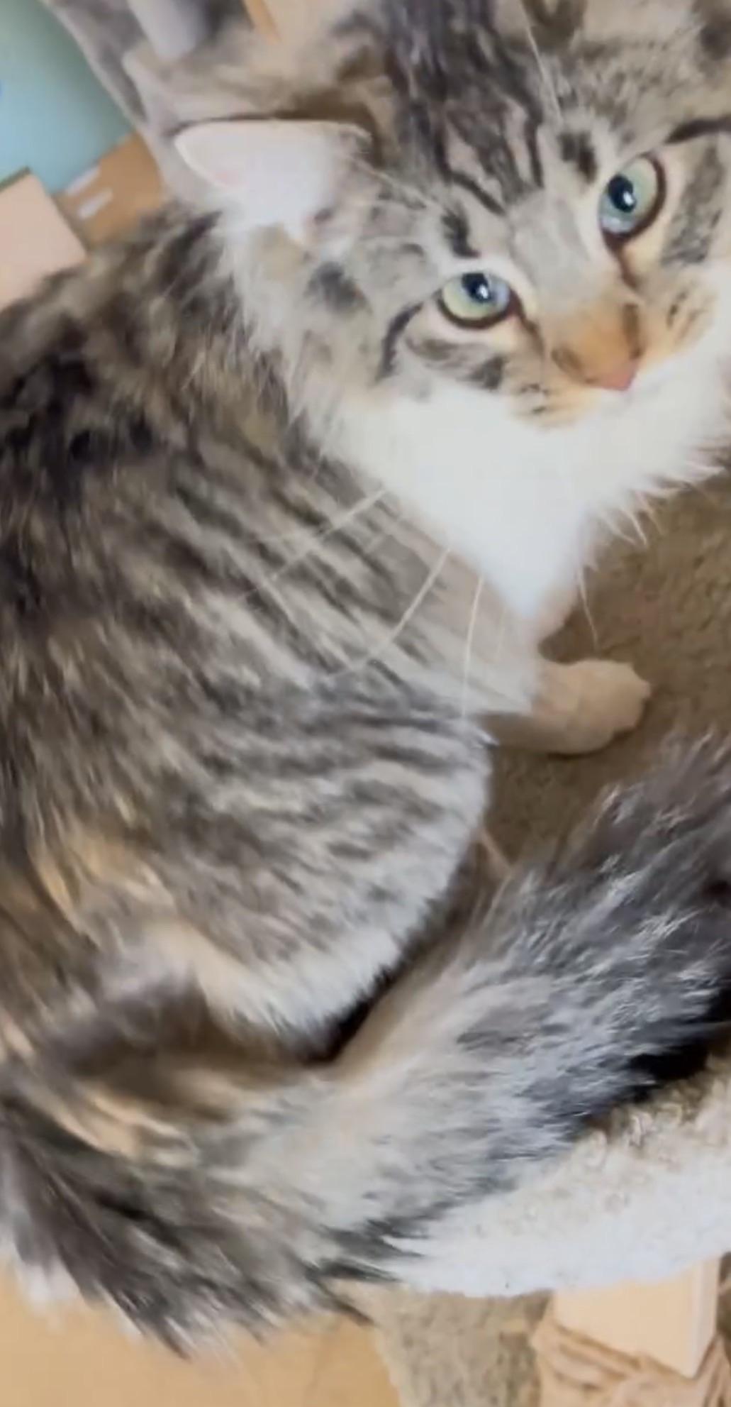 Molly, a ADOPTABLE Domestic Long Hair in Deming, NM image 2/2
