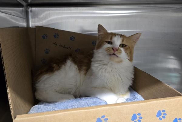 Mario, Adoptable, Adult Male Domestic Short Hair.