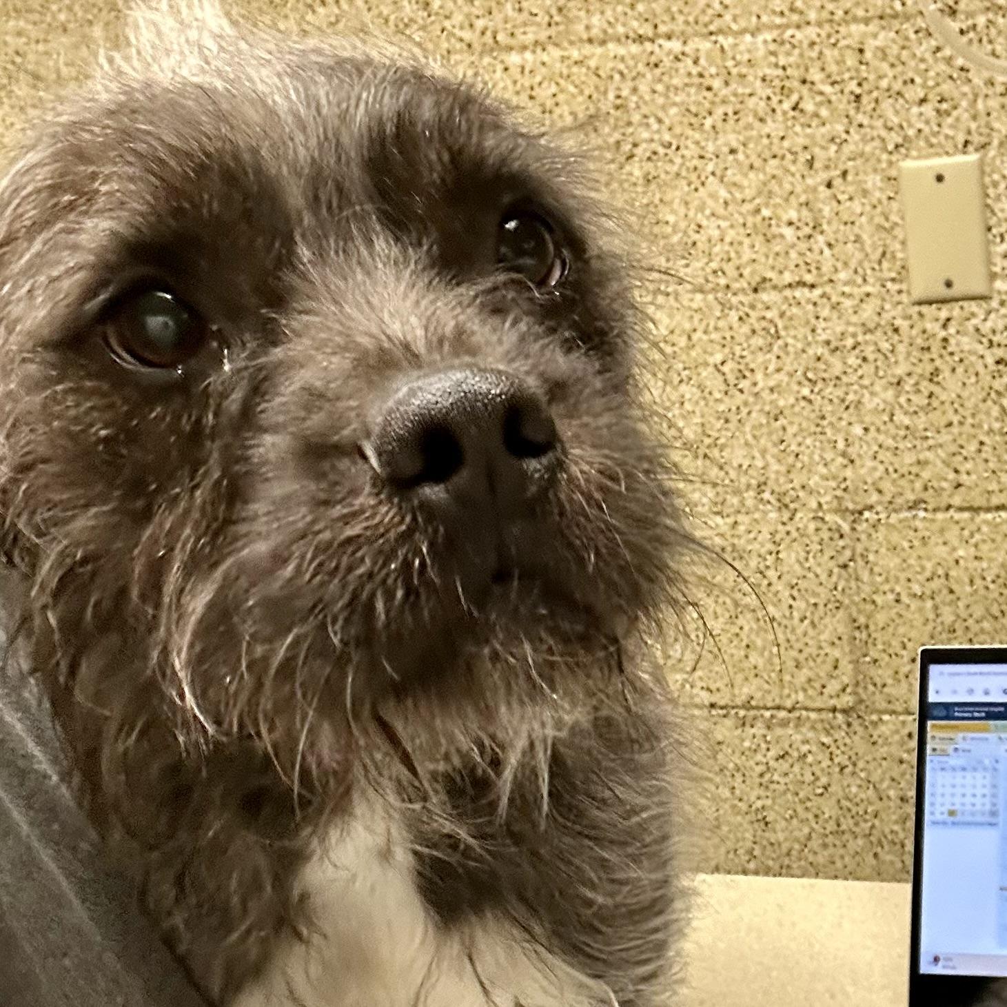 Monstera, Adoptable, Young Male Terrier & Mixed Breed.