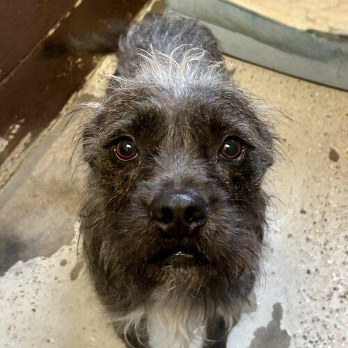 Monstera, Adoptable, Young Male Terrier & Mixed Breed.