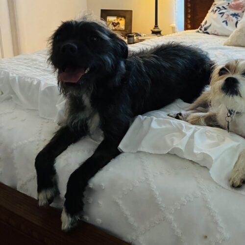 Enlarge Monstera, a Adoptable mixed breed in Broken Arrow, OK image 3/3