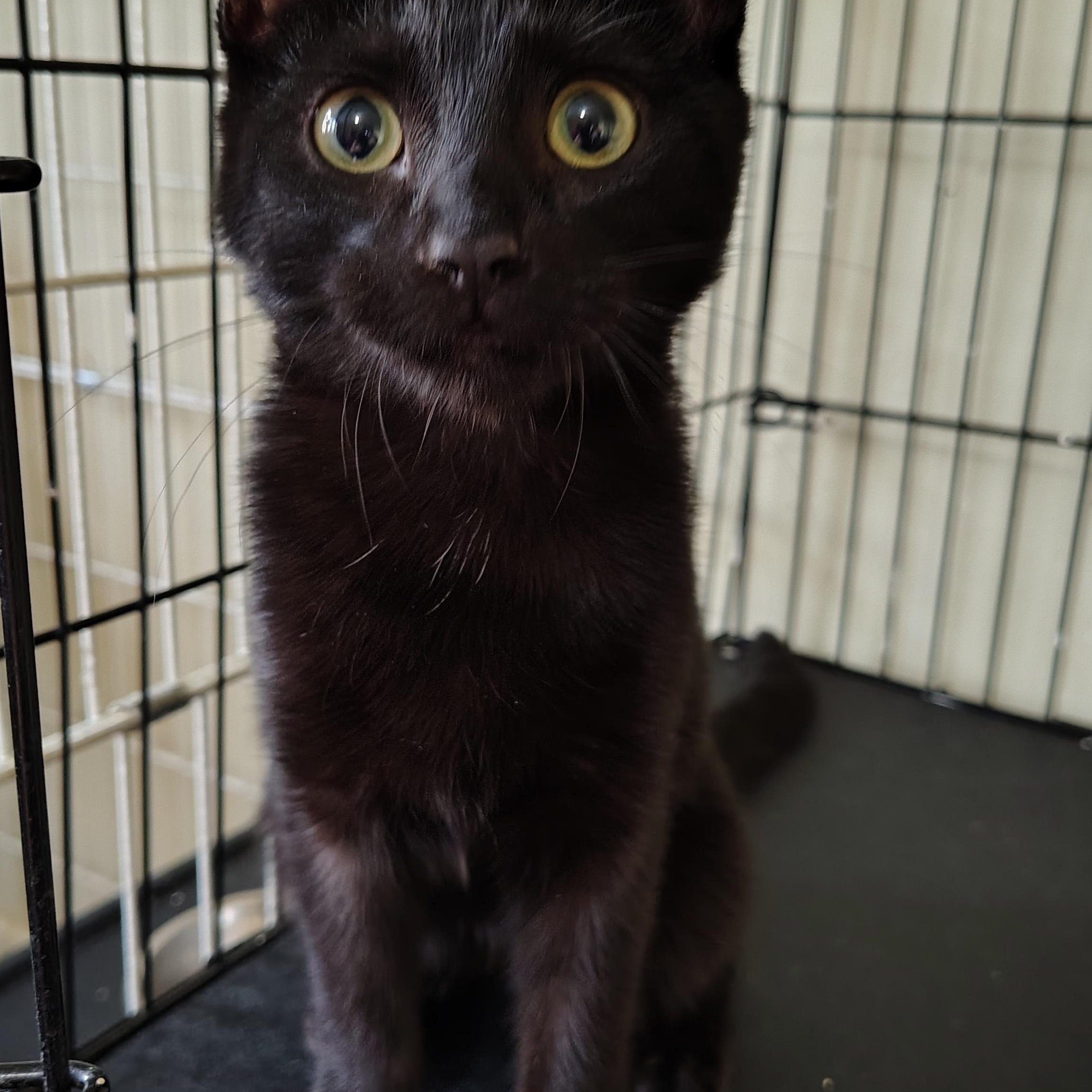 Enlarge Tillie, a Adopted Domestic Short Hair in Buffalo, NY image 3/3