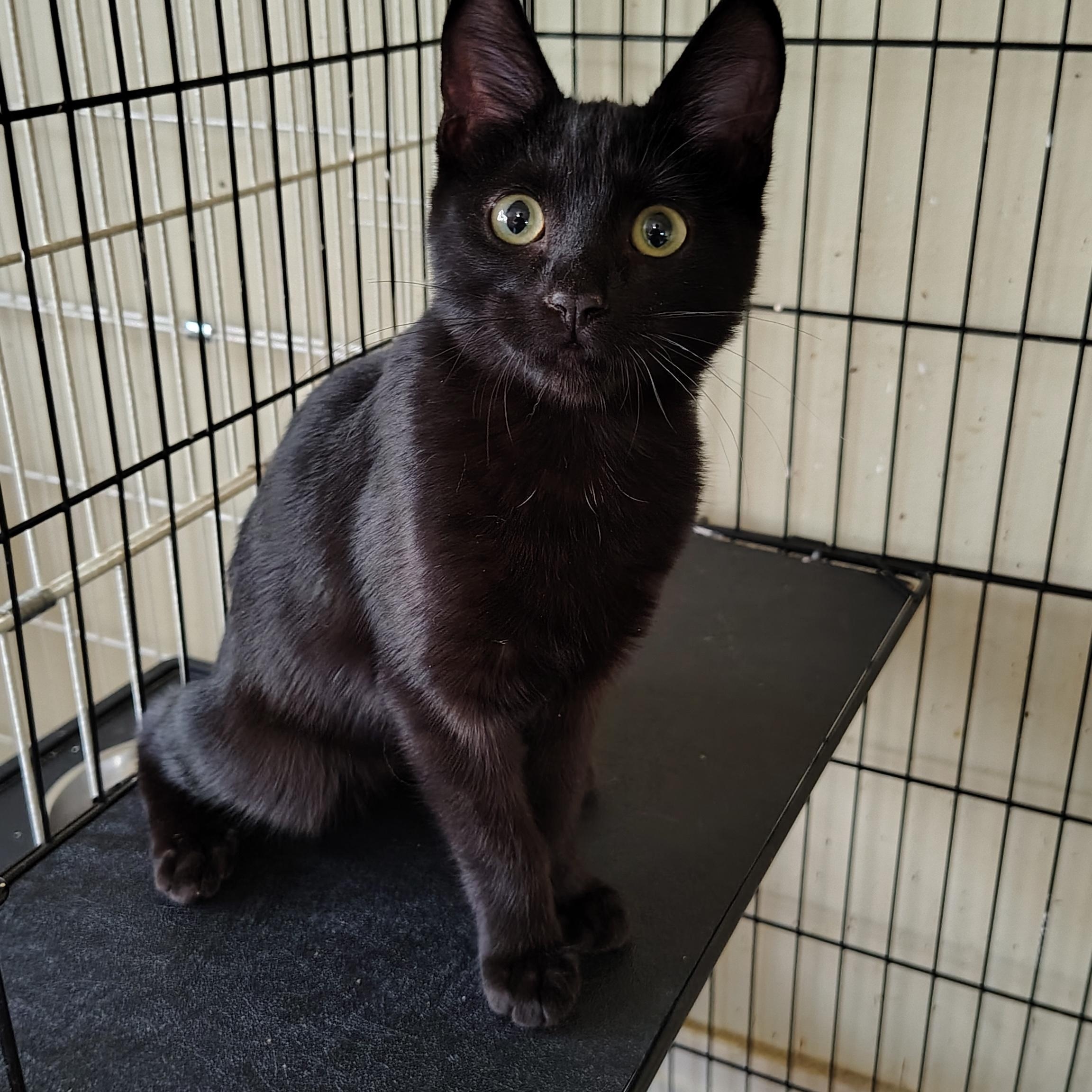 Enlarge Tillie, a Adopted Domestic Short Hair in Buffalo, NY image 1/3