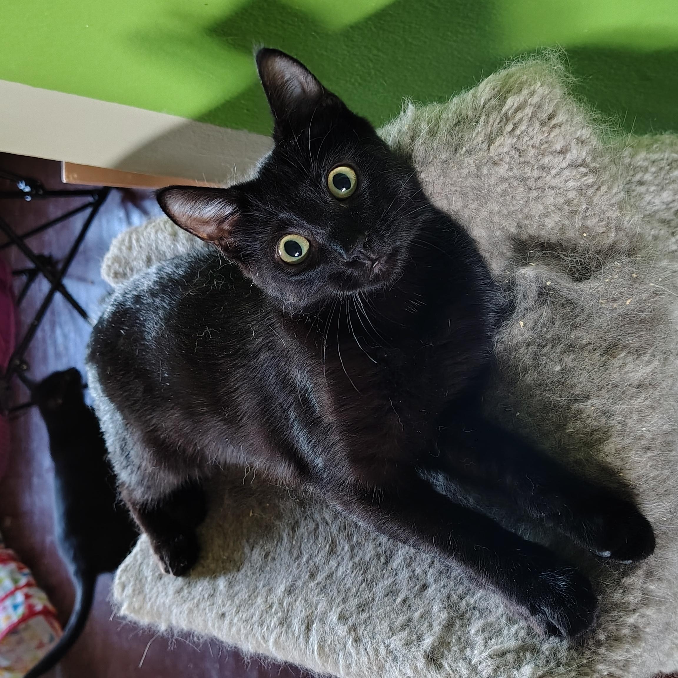 Enlarge Tillie, a Adopted Domestic Short Hair in Buffalo, NY image 2/3