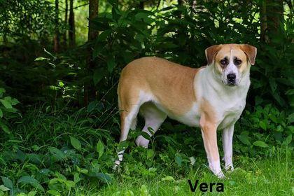 Vera, Adoptable, Adult Female Anatolian Shepherd & Saint Bernard.