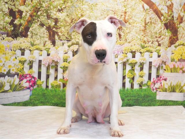 Enlarge PEBBLES, a Adoptable mixed breed in Oroville, CA image 1/1