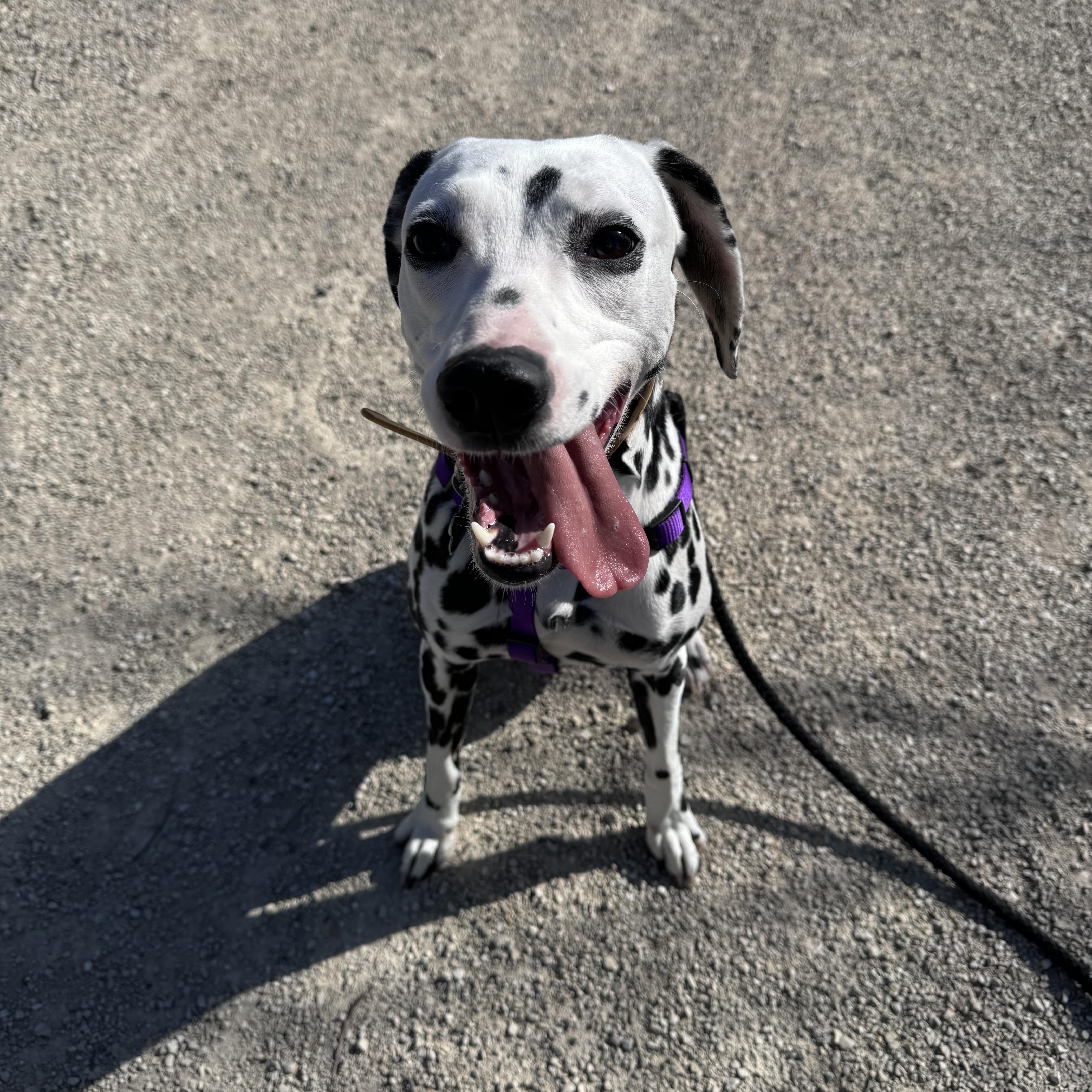 Athena-Galva, KS, a ADOPTABLE Dalmatian in Galva, KS image 2/4