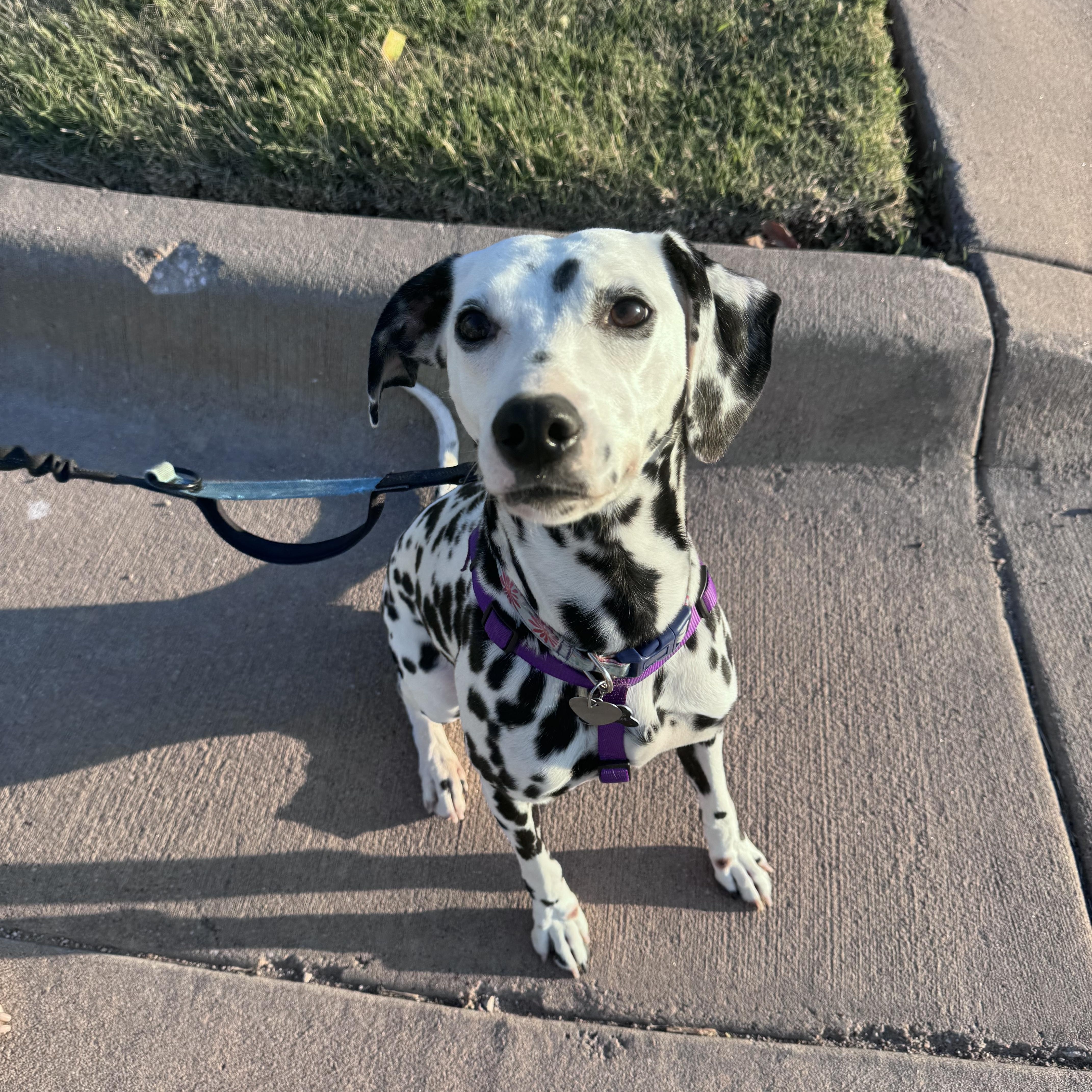 Athena-Galva, KS, a ADOPTABLE Dalmatian in Galva, KS image 1/4