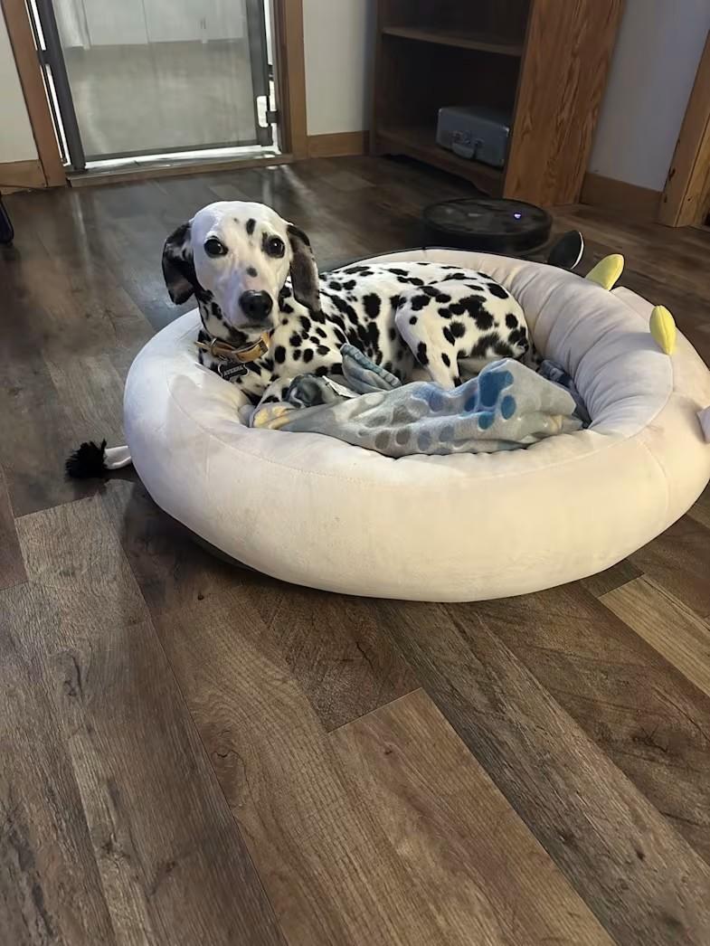 Athena-Galva, KS, a ADOPTABLE Dalmatian in Galva, KS image 4/4