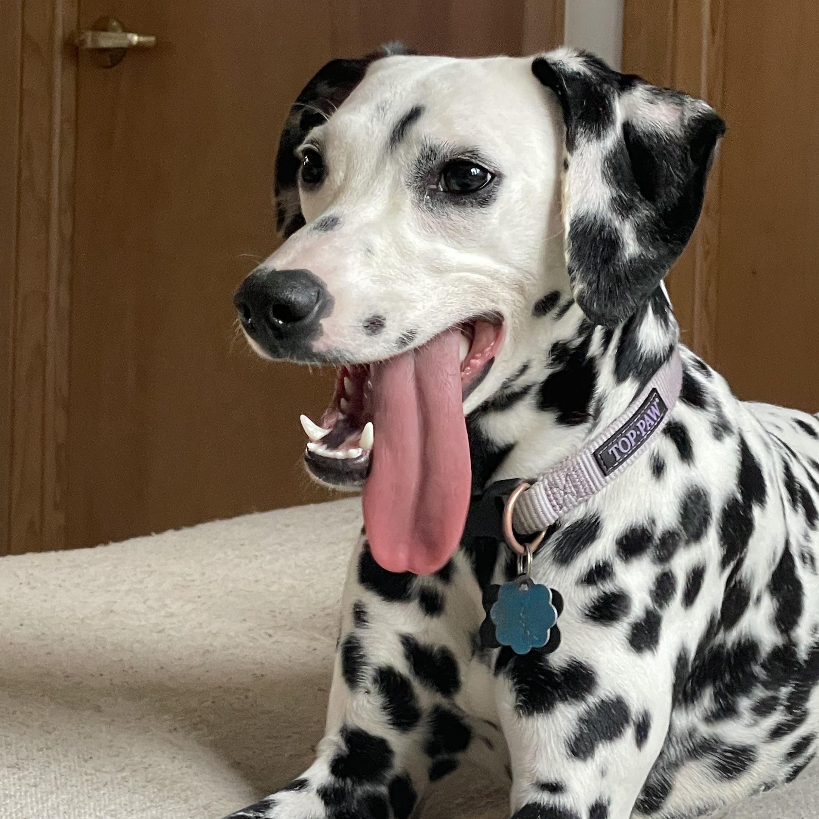 Athena-Galva, KS, a ADOPTABLE Dalmatian in Galva, KS image 3/4
