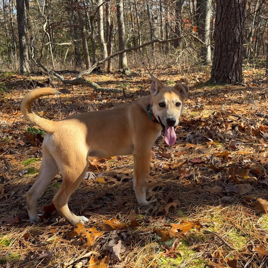 Derek, Adoptable, Young Male Labrador Retriever & Mixed Breed.