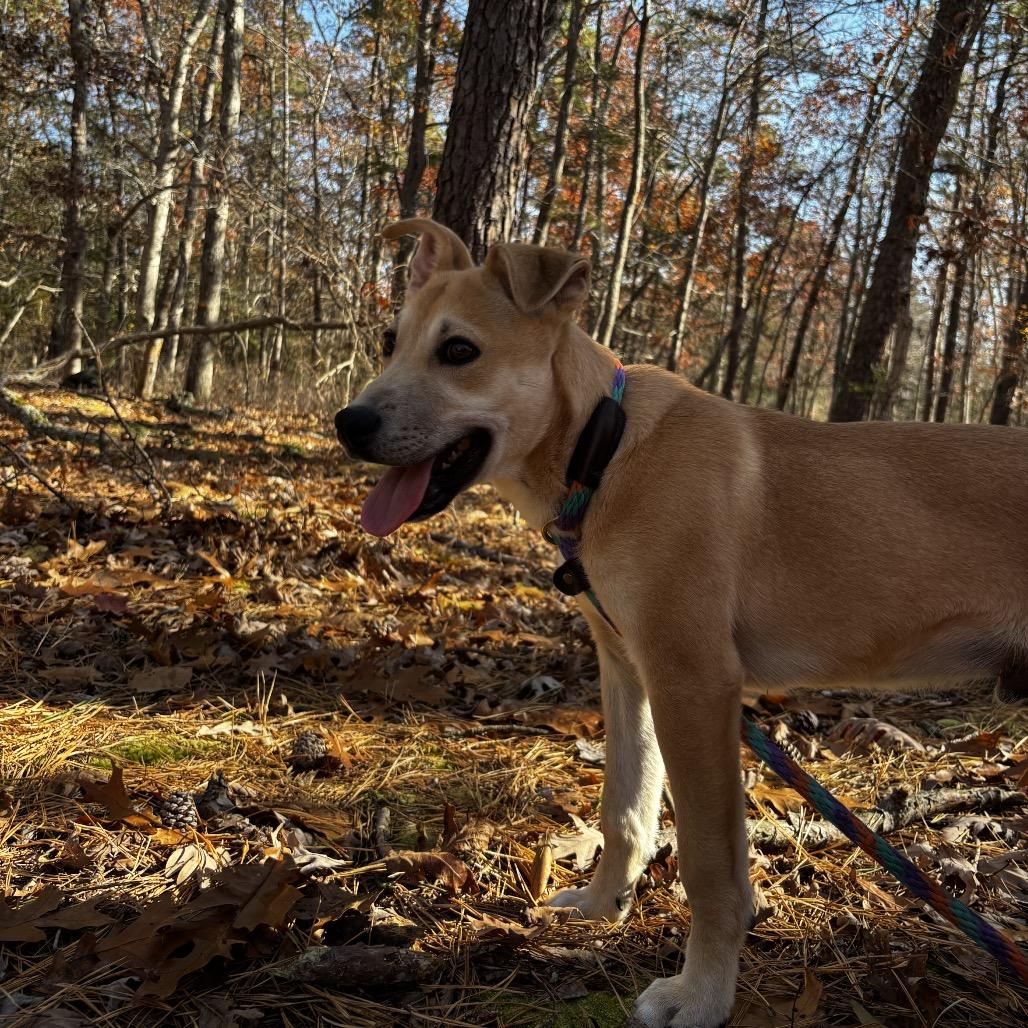 Enlarge Derek, a Adoptable mixed breed in Hagerstown, MD image 2/4