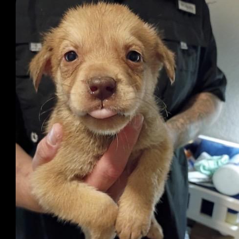 Enlarge Derek, a Adoptable mixed breed in Hagerstown, MD image 3/4