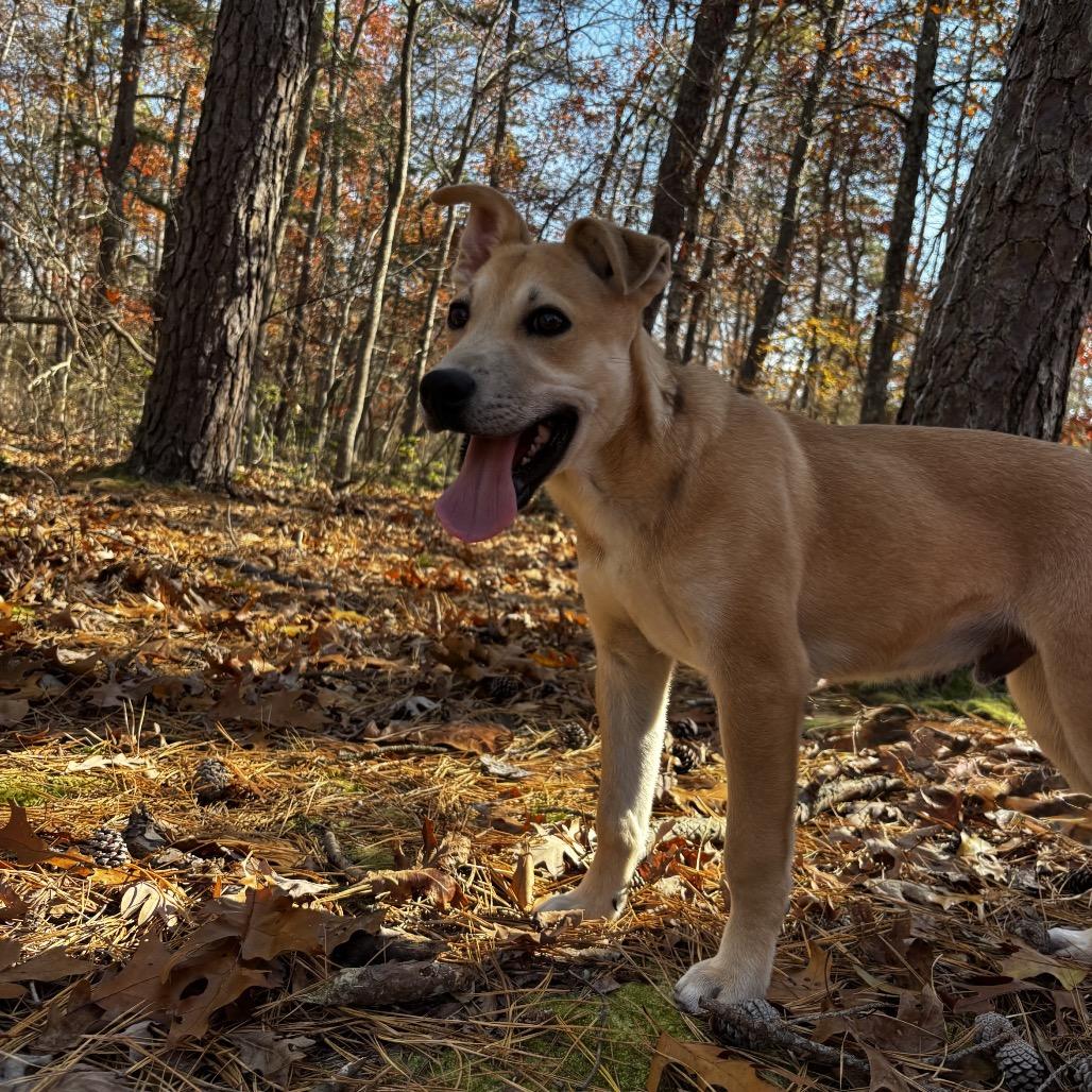 Enlarge Derek, a Adoptable mixed breed in Hagerstown, MD image 4/4