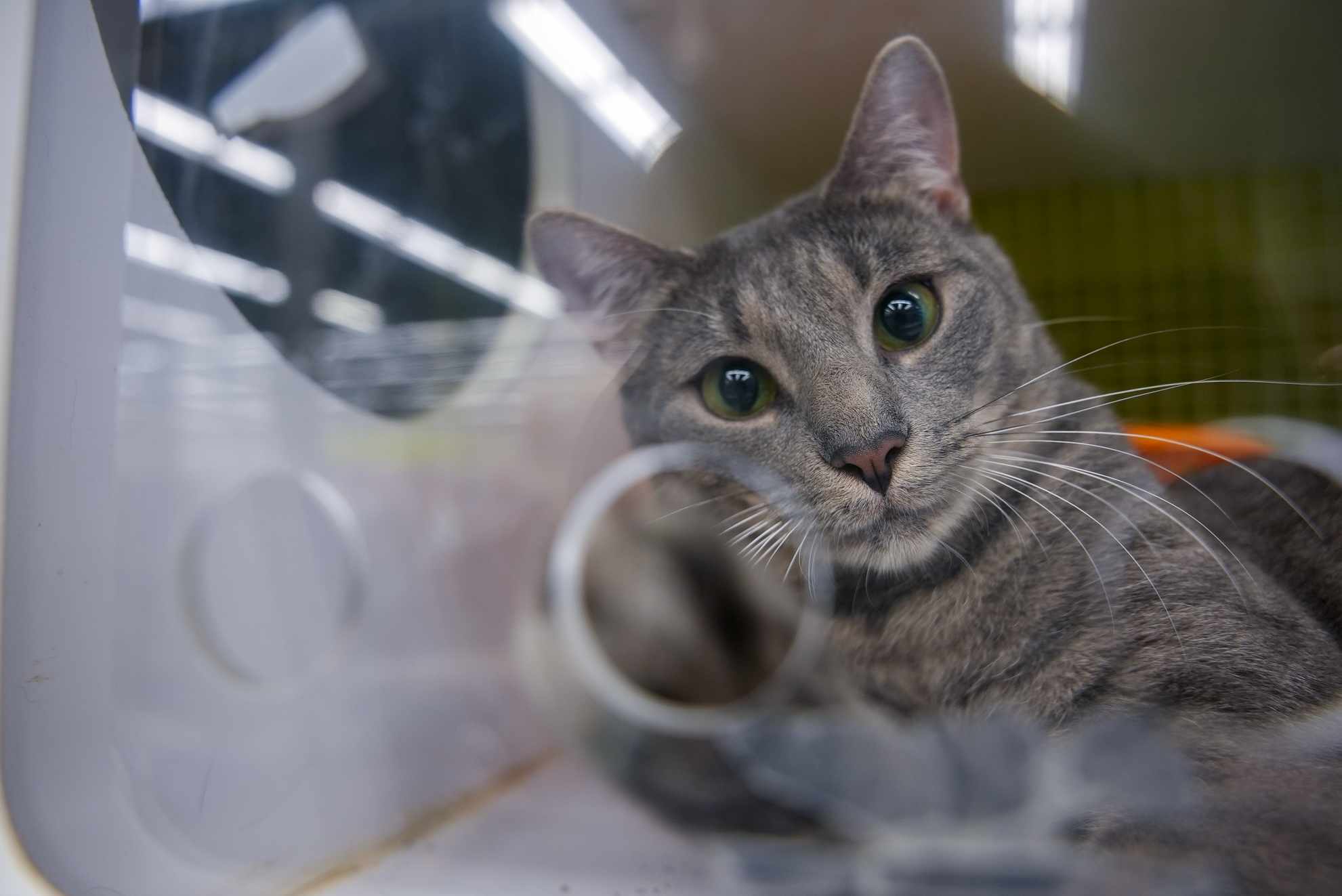 Coral, a Adoptable Domestic Short Hair in East Orange, NJ image 5/6