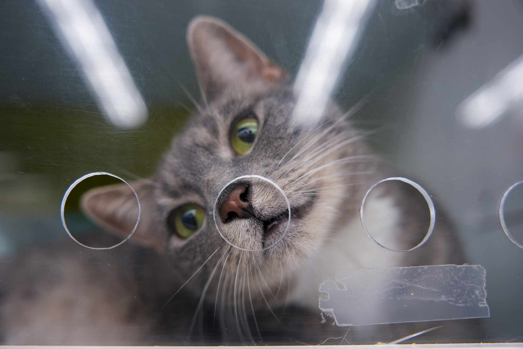 Coral, Adoptable, Young Female Domestic Short Hair.