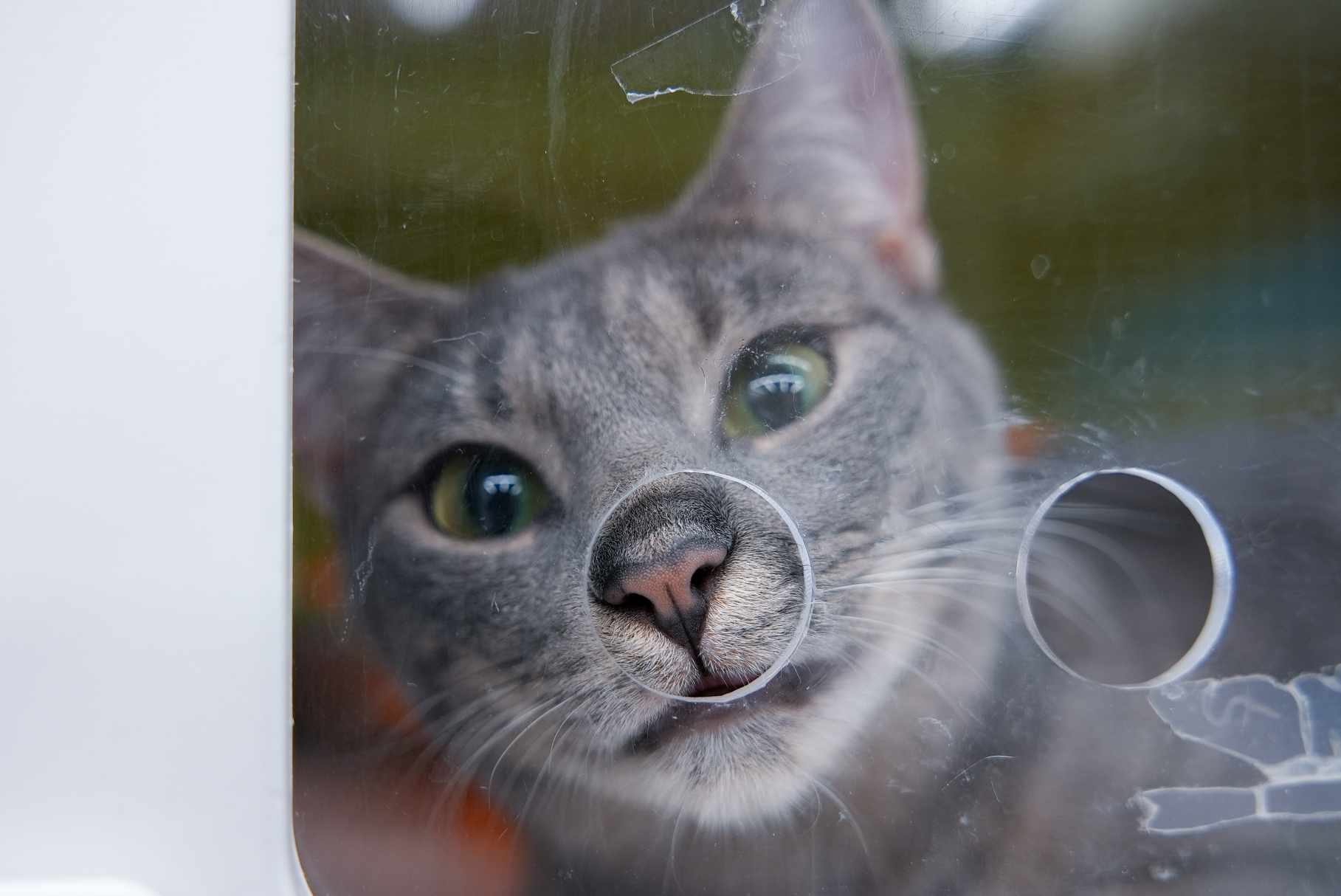 Coral, a Adoptable Domestic Short Hair in East Orange, NJ image 6/6