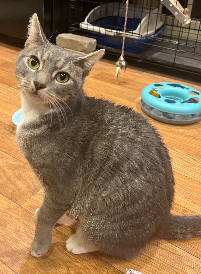 Coral, a Adoptable Domestic Short Hair in East Orange, NJ image 3/6