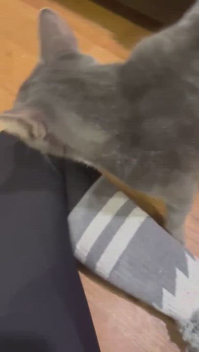 Enlarge Coral, a Adoptable Domestic Short Hair in East Orange, NJ video 4/6