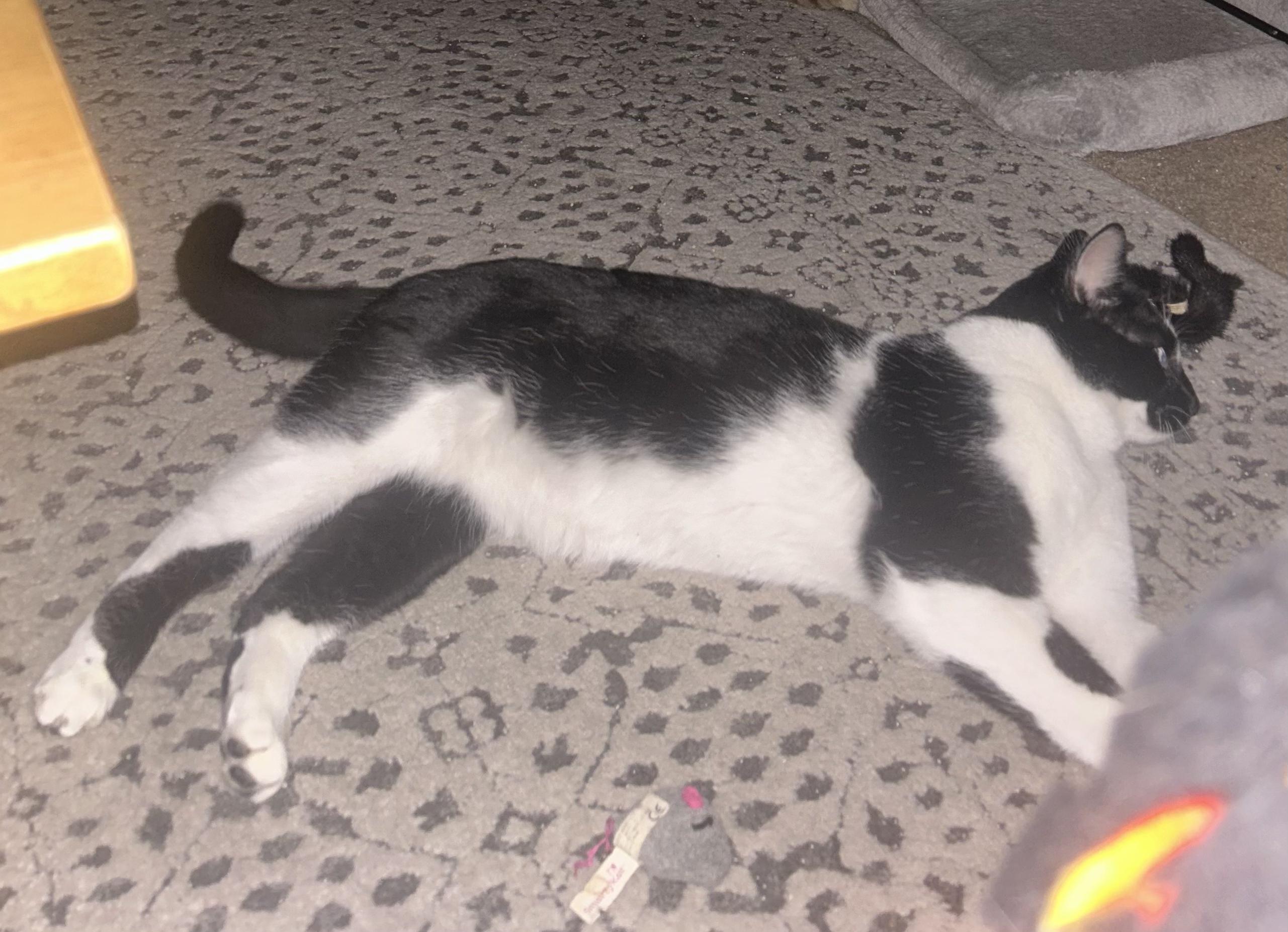 Enlarge Romulus (Courtesy listing), an adopted Tuxedo in Prescott, AZ image 2/2