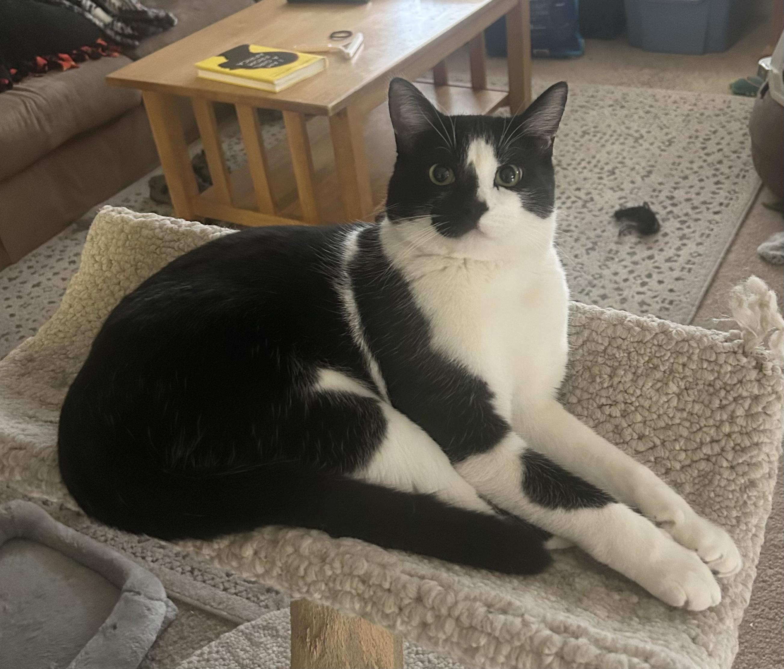 Enlarge Romulus (Courtesy listing), an adopted Tuxedo in Prescott, AZ image 1/2