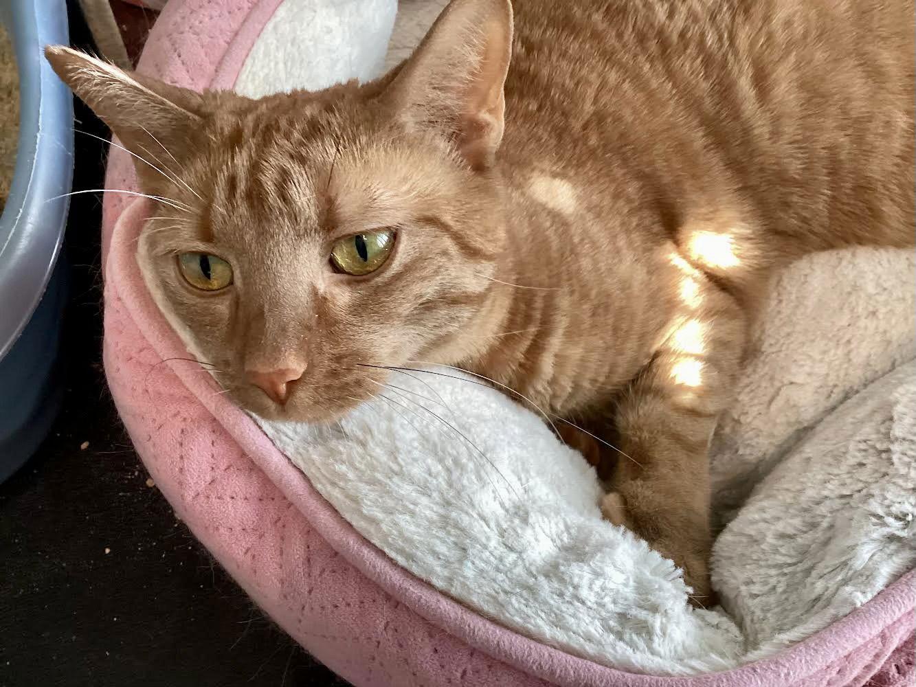 Peaches, Adoptable, Adult Female Domestic Short Hair & Tabby.