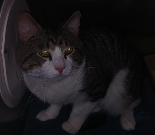 Enlarge T Rex, a Adoptable mixed breed in Staten Island, NY image 2/2