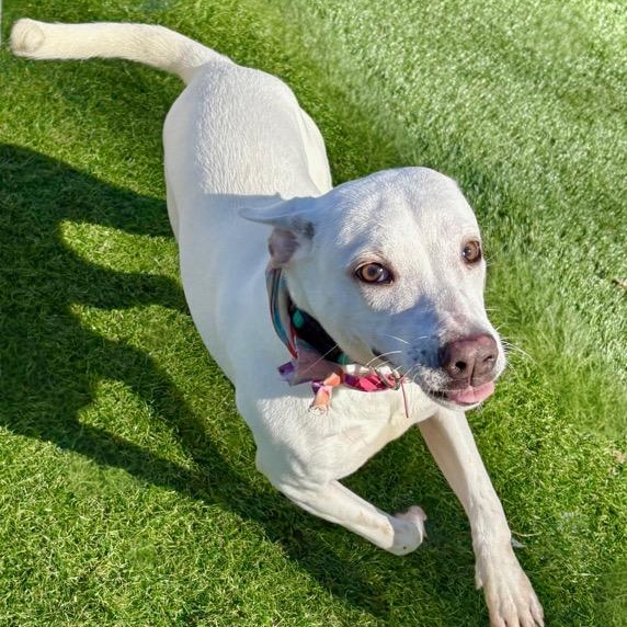 Lydia, an adoptable Plott Hound, Labrador Retriever in Stratham, NH, 03885 | Photo Image 2