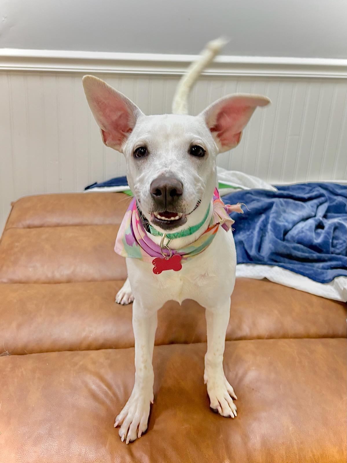 Lydia, an adoptable Plott Hound, Labrador Retriever in Stratham, NH, 03885 | Photo Image 5