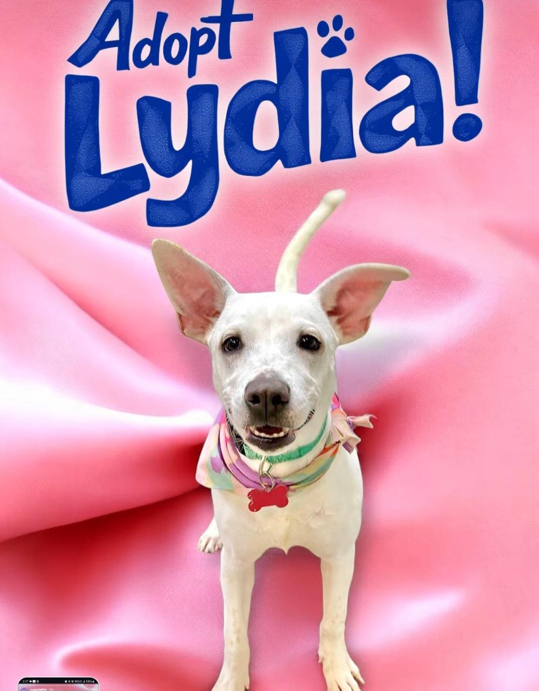 Lydia, an adoptable Plott Hound, Labrador Retriever in Stratham, NH, 03885 | Photo Image 3