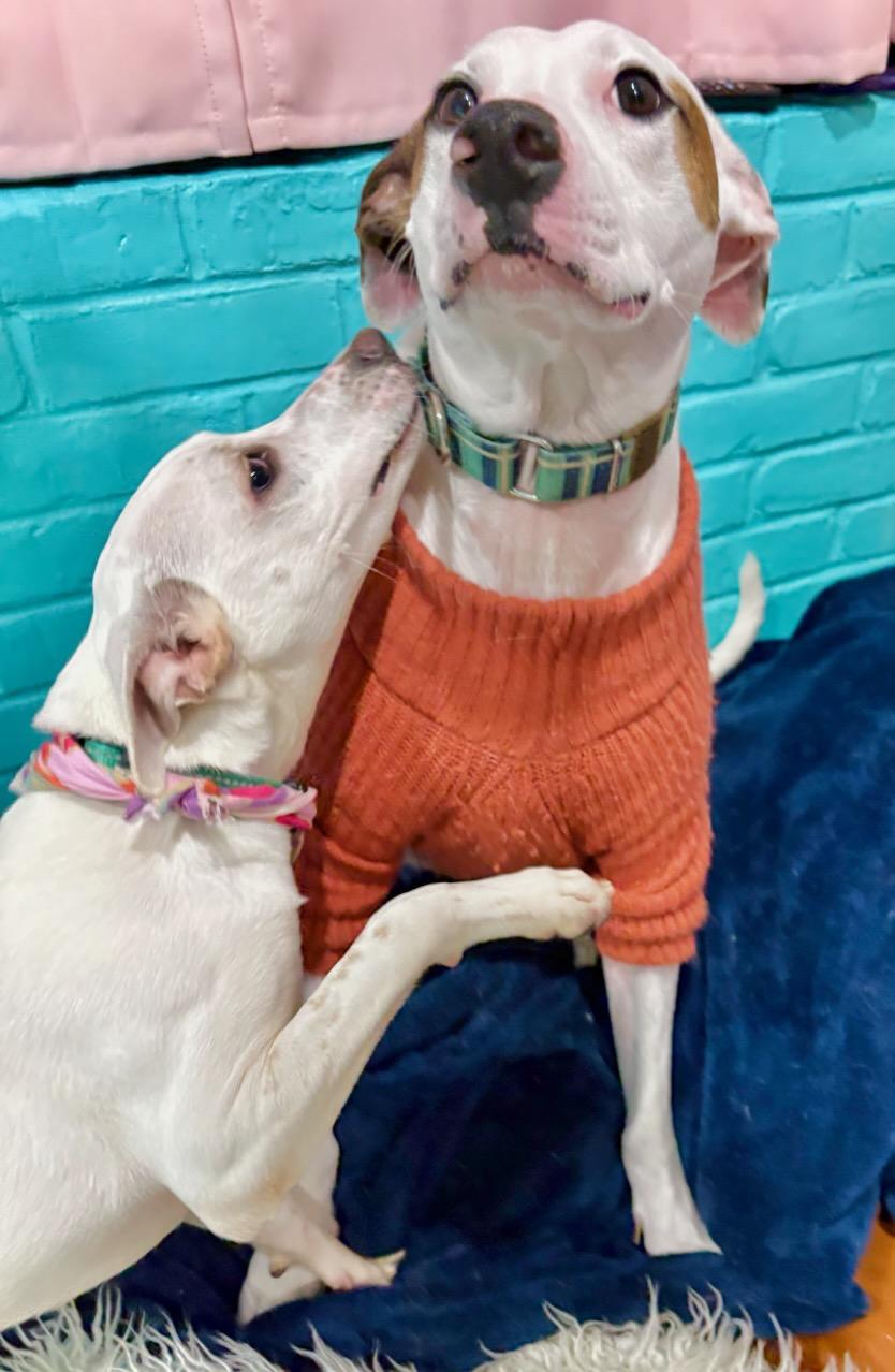 Lydia, an adoptable Plott Hound, Labrador Retriever in Stratham, NH, 03885 | Photo Image 6