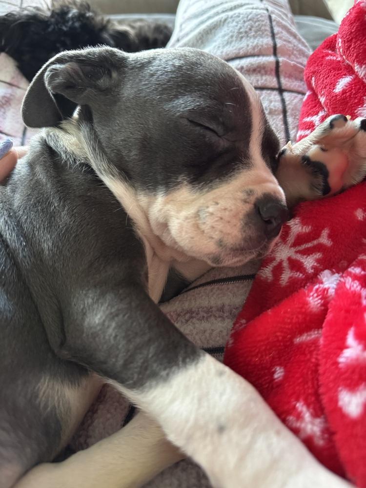 Remi (25-164 D), Adoptable, Puppy Female Mixed Breed.