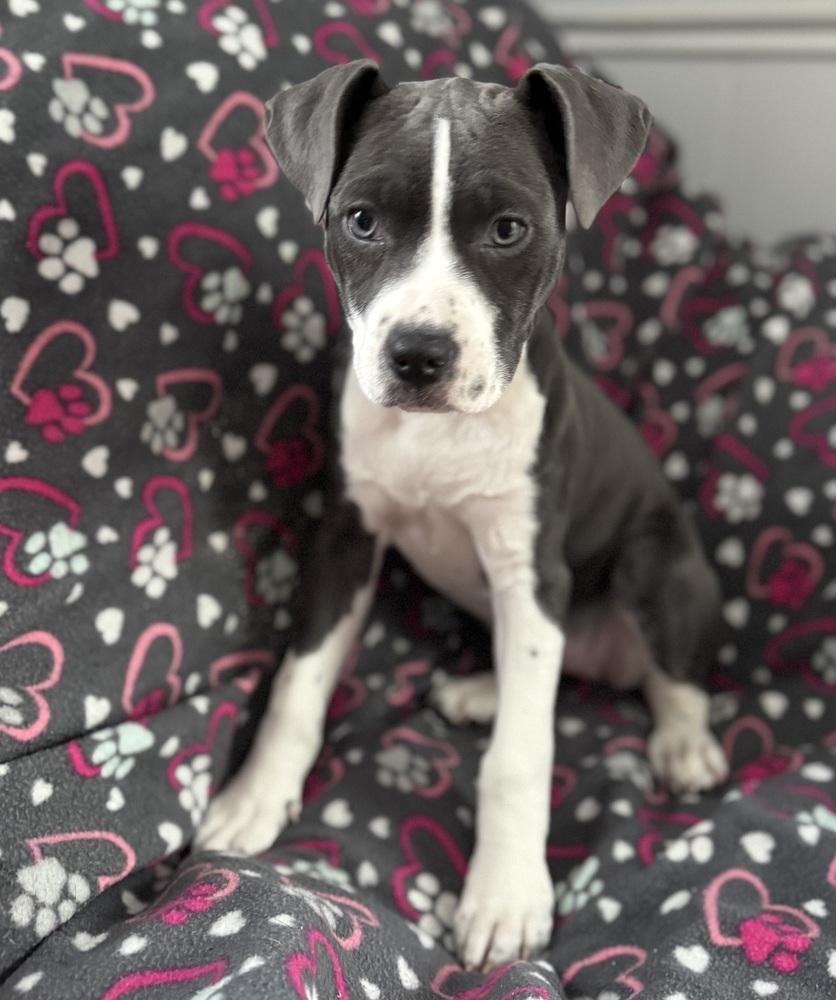 Enlarge Remi (25-164 D), a Adoptable mixed breed in Lansing, MI image 1/6