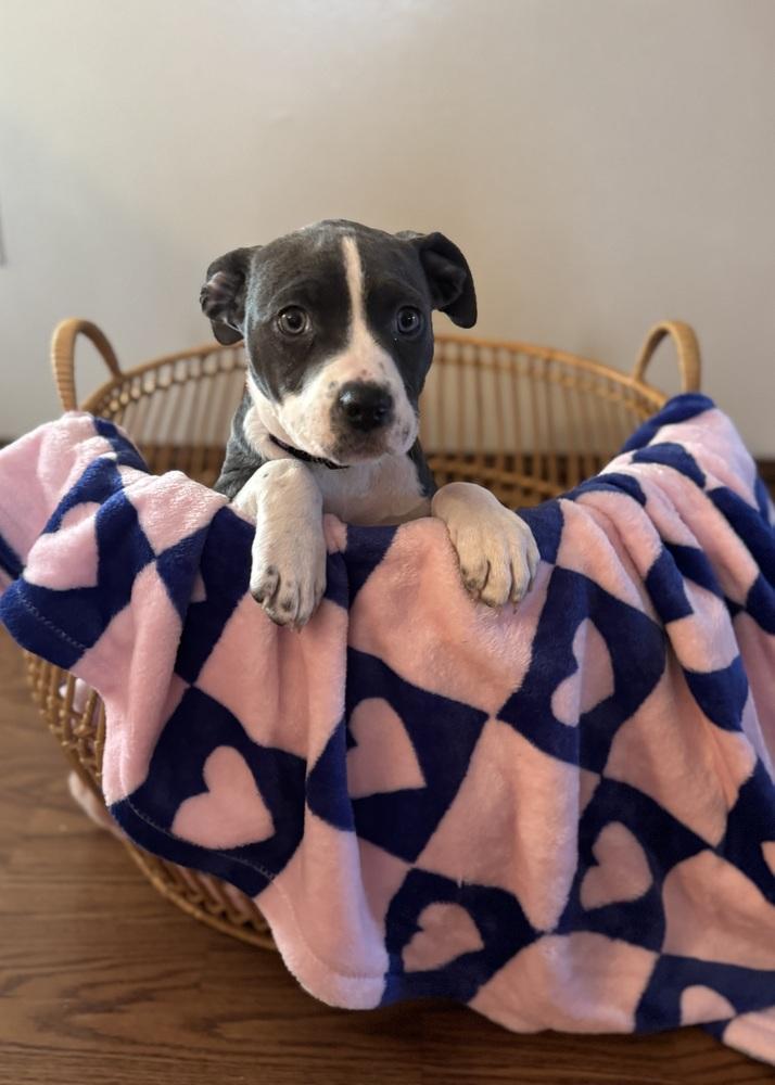 Enlarge Remi (25-164 D), a Adoptable mixed breed in Lansing, MI image 2/6