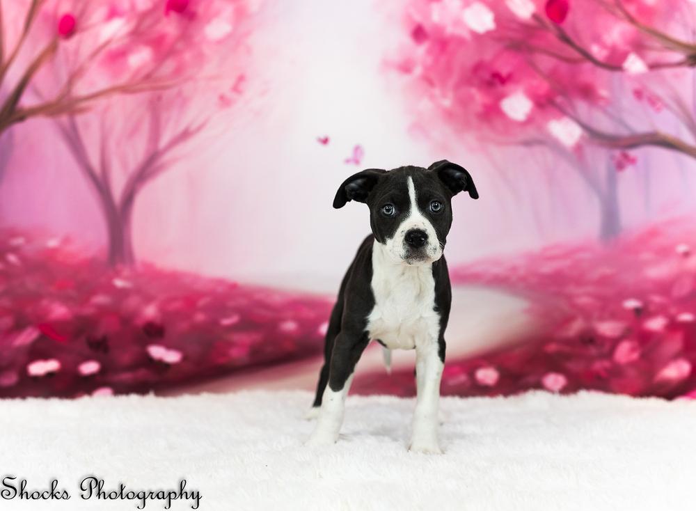 Enlarge Remi (25-164 D), a Adoptable mixed breed in Lansing, MI image 3/6