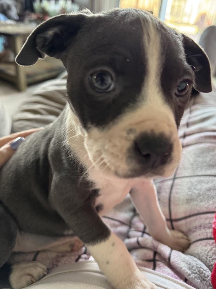 Remi (25-164 D), a Adoptable mixed breed in Lansing, MI image 3/4