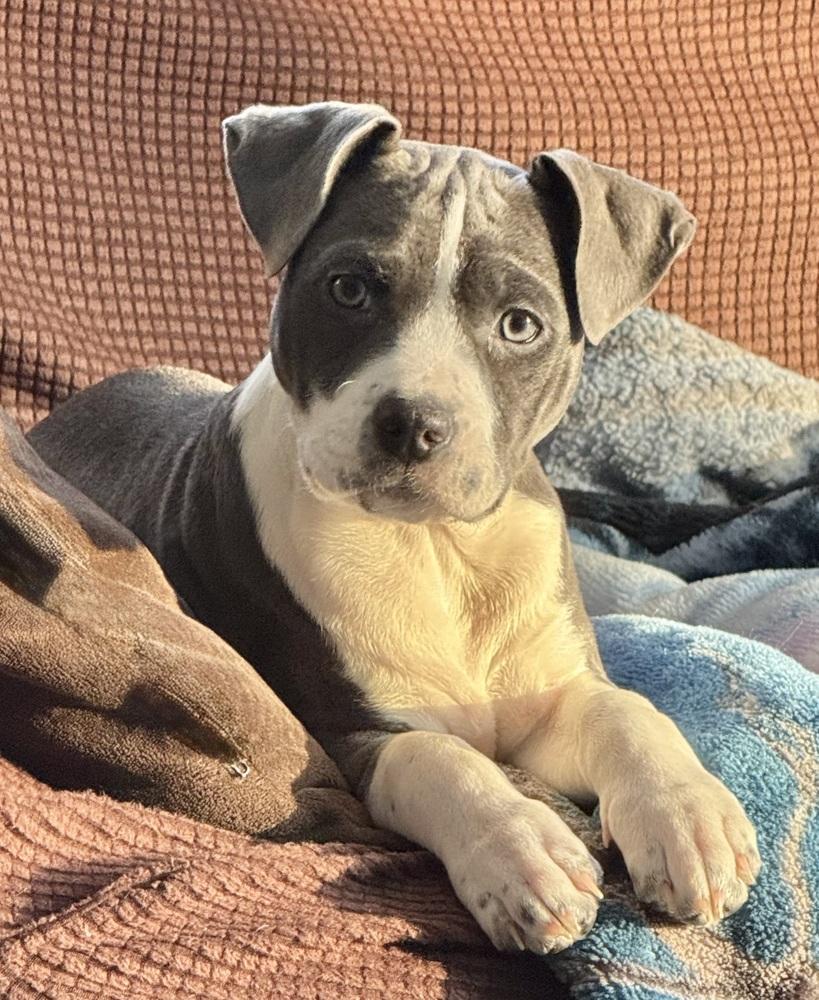 Enlarge Remi (25-164 D), a Adoptable mixed breed in Lansing, MI image 4/6