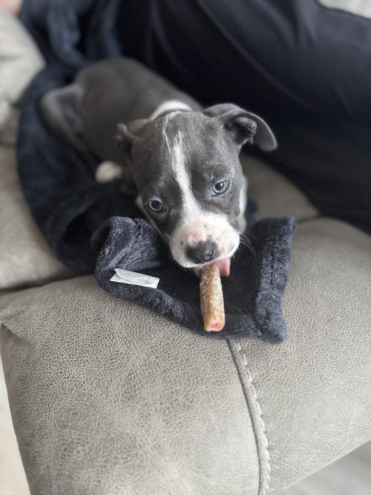 Remi (25-164 D), a Adoptable mixed breed in Lansing, MI image 4/4