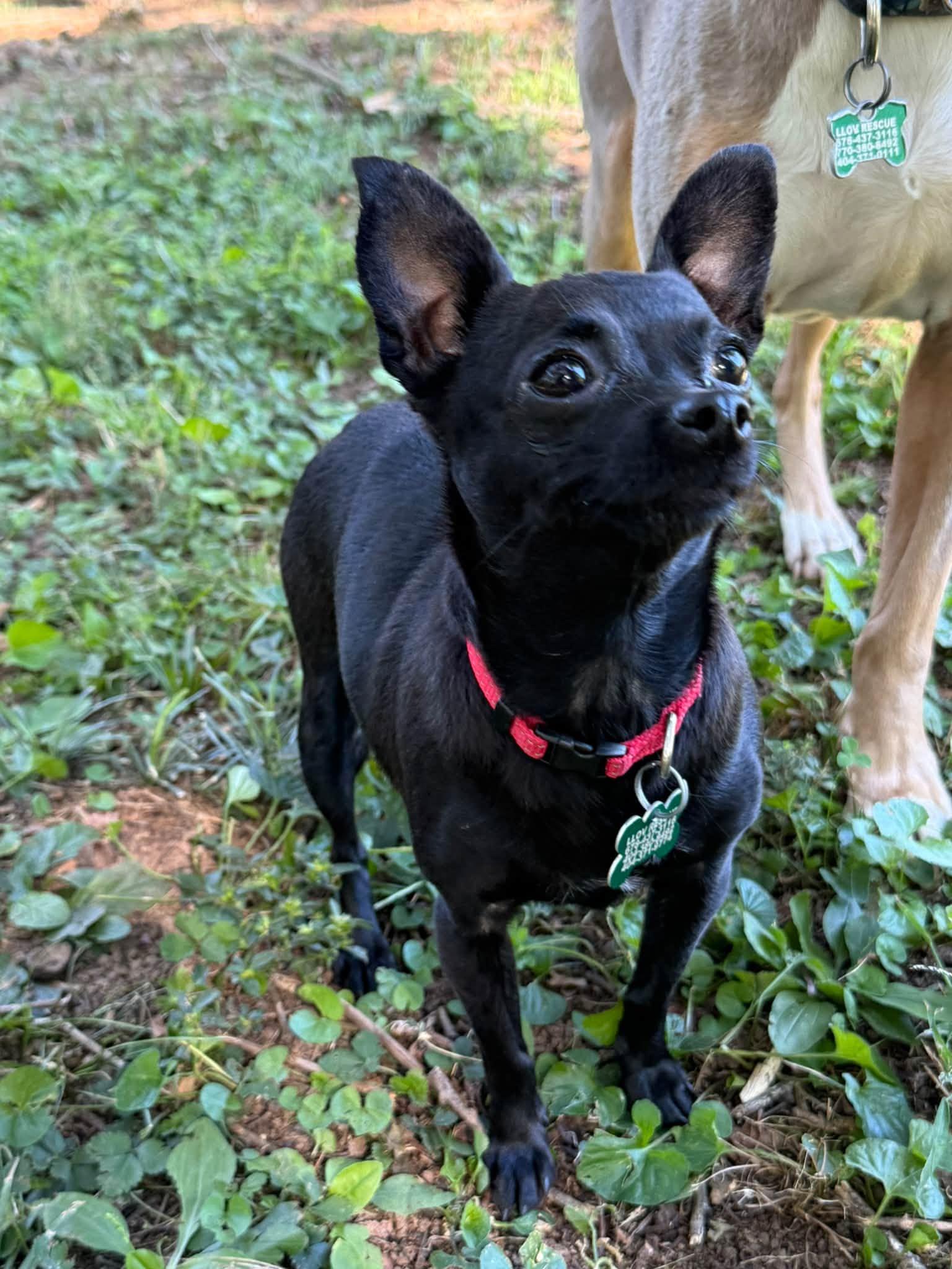 Pam, Adoptable, Young Female Chihuahua.