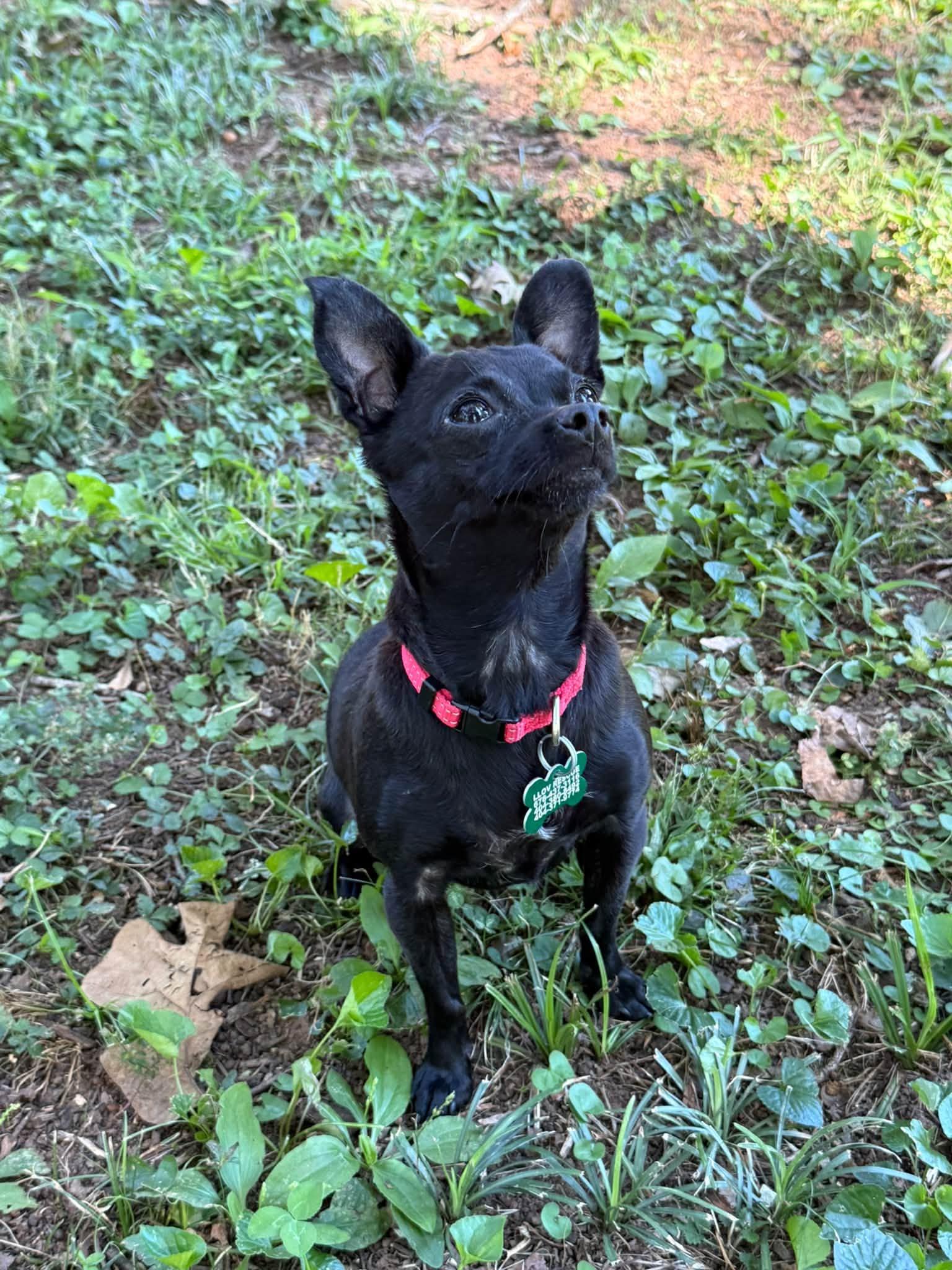 Enlarge Pam, a Adoptable mixed breed in East Point, GA image 2/4