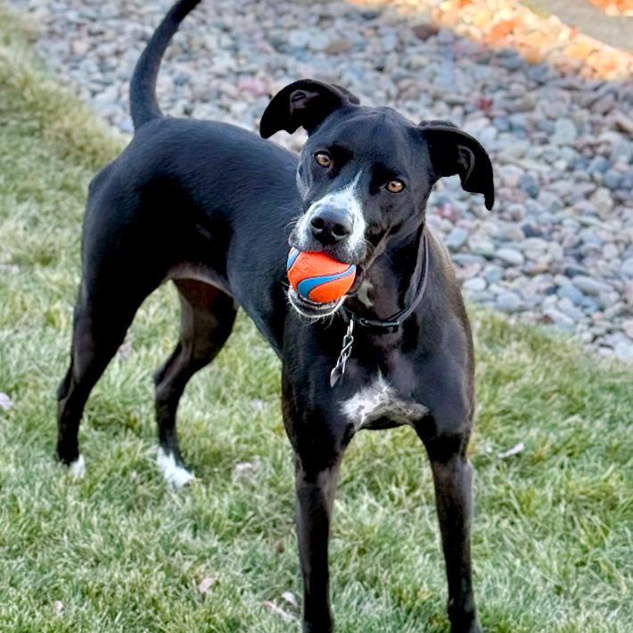 Oreo, a Adoptable mixed breed in Mead, CO image 1/6