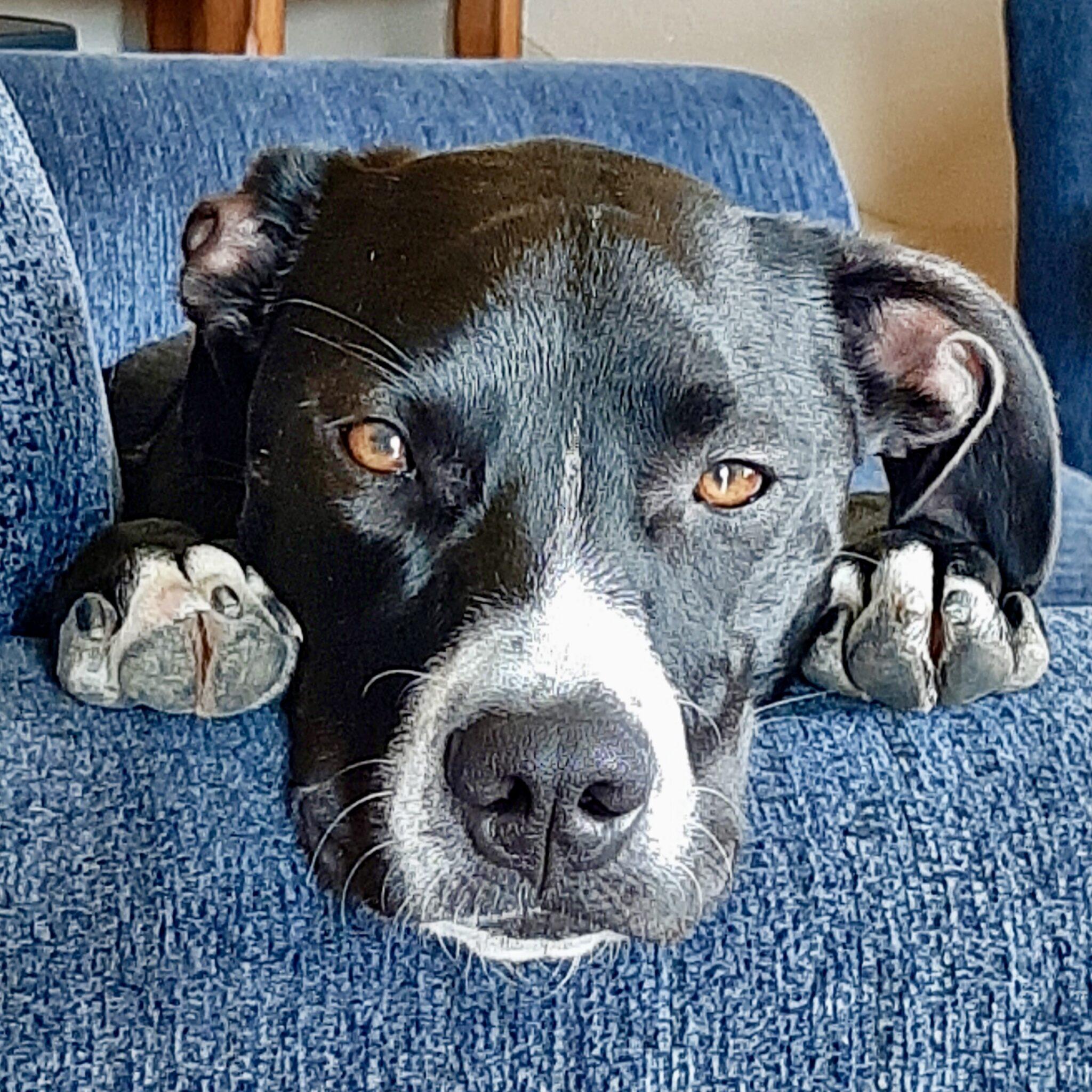 Oreo, a Adoptable mixed breed in Mead, CO image 4/6