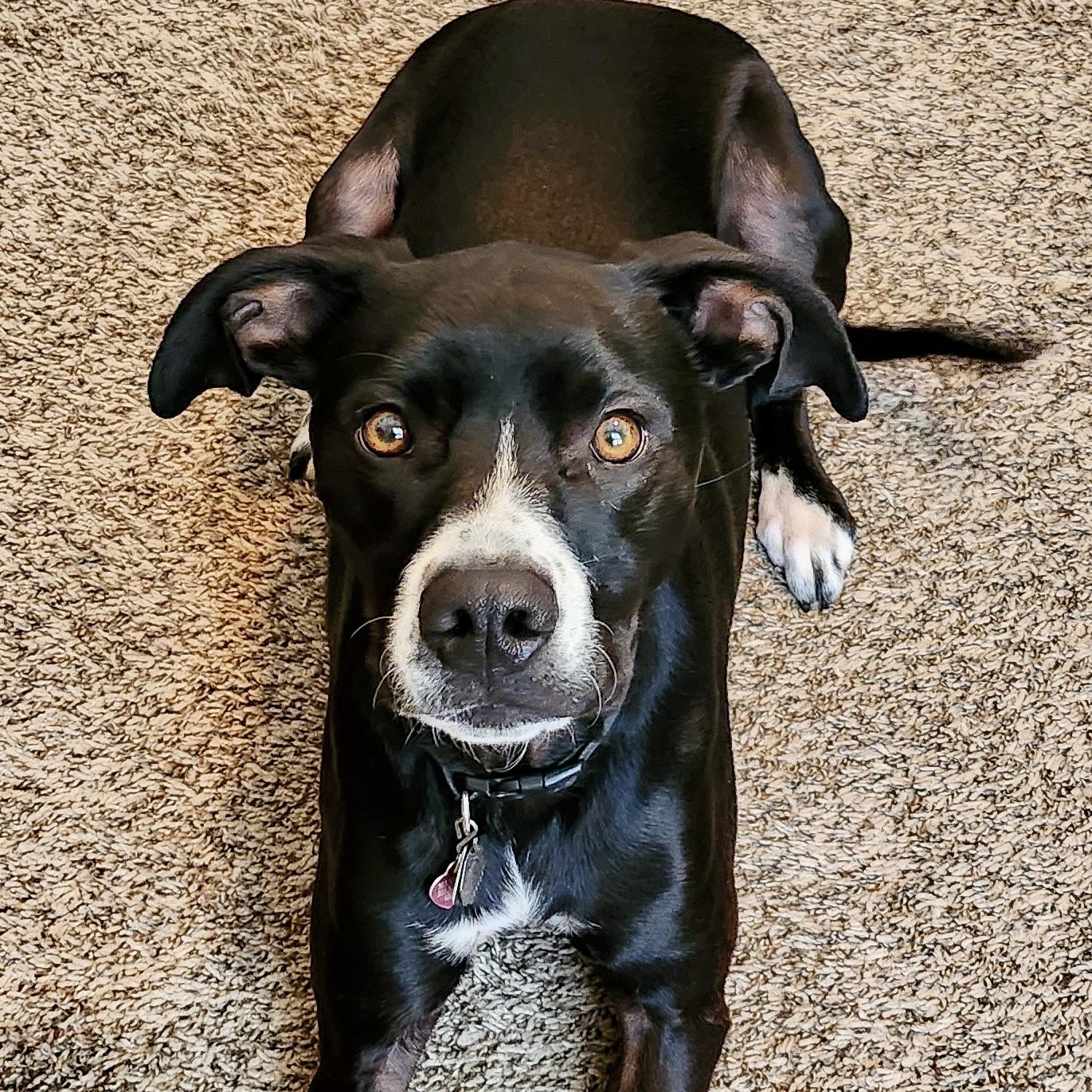Oreo, a Adoptable mixed breed in Mead, CO image 2/6
